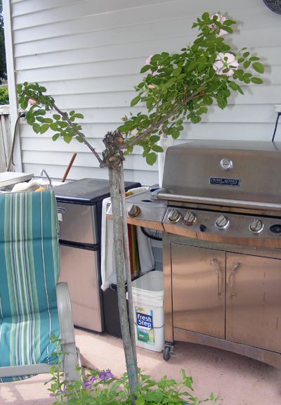 Baby Blanket Tree Rose photo 2014_06230001_zpsab87ac81.jpg